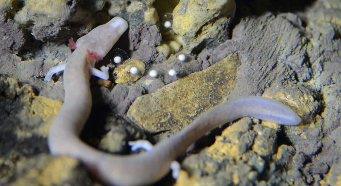 Postojna Cave Dragon